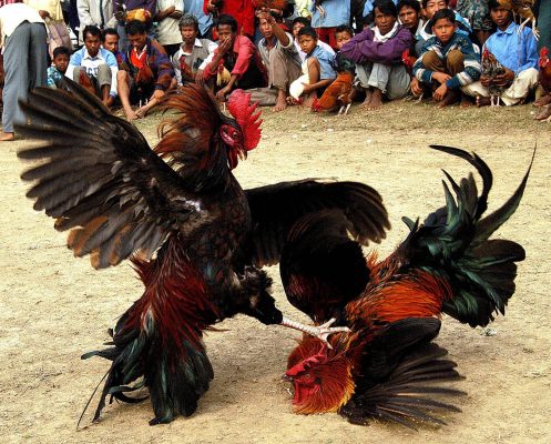 Những loại hình đá gà đình đám tại trang đá gà 678