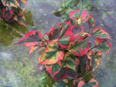 A red Chameleon plant in a backyard pond landscaped by the Colorado Pond Pros.