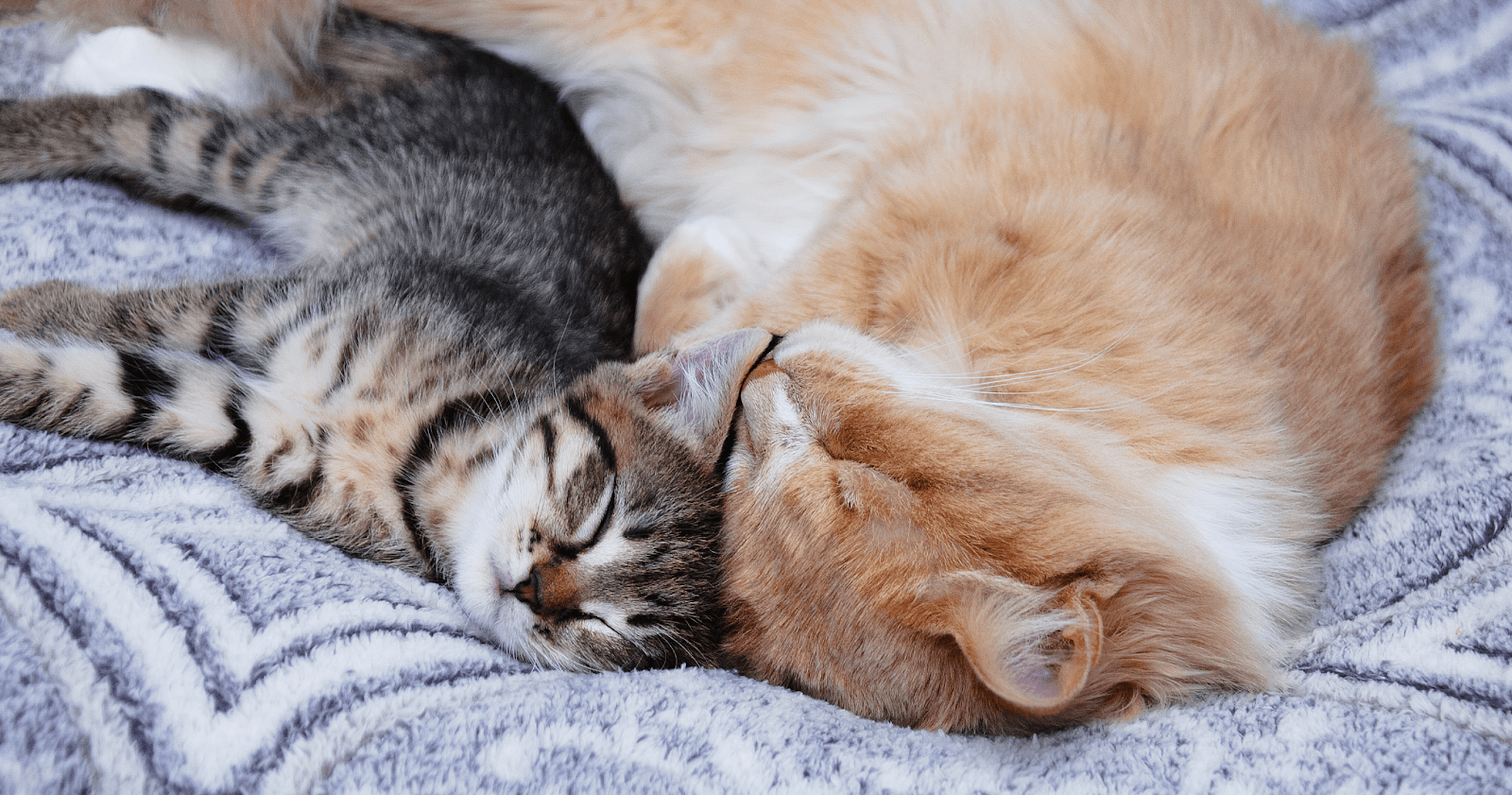 ginger and tabby cat asleep together