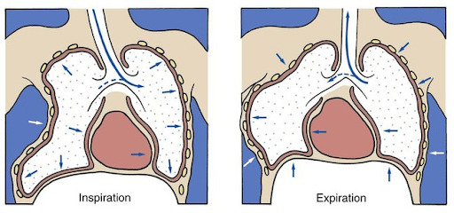 Figura 2: Movimento paradoxal do tórax. Disponível em: https://thoracickey.com/flail-chest/.