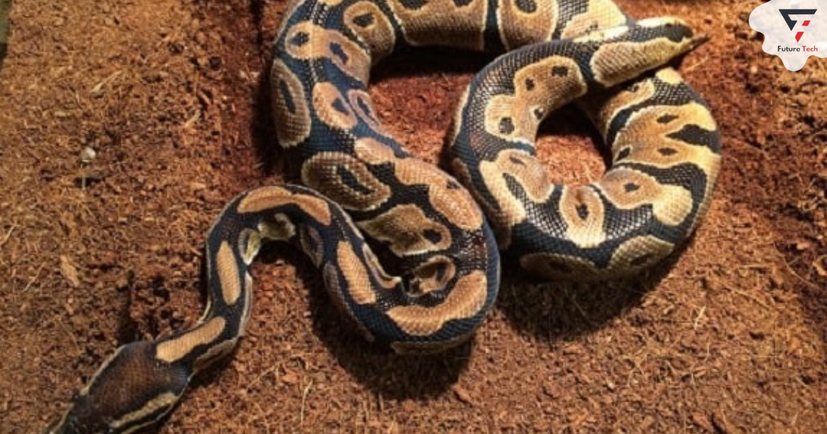 Best Substrate For Ball Python