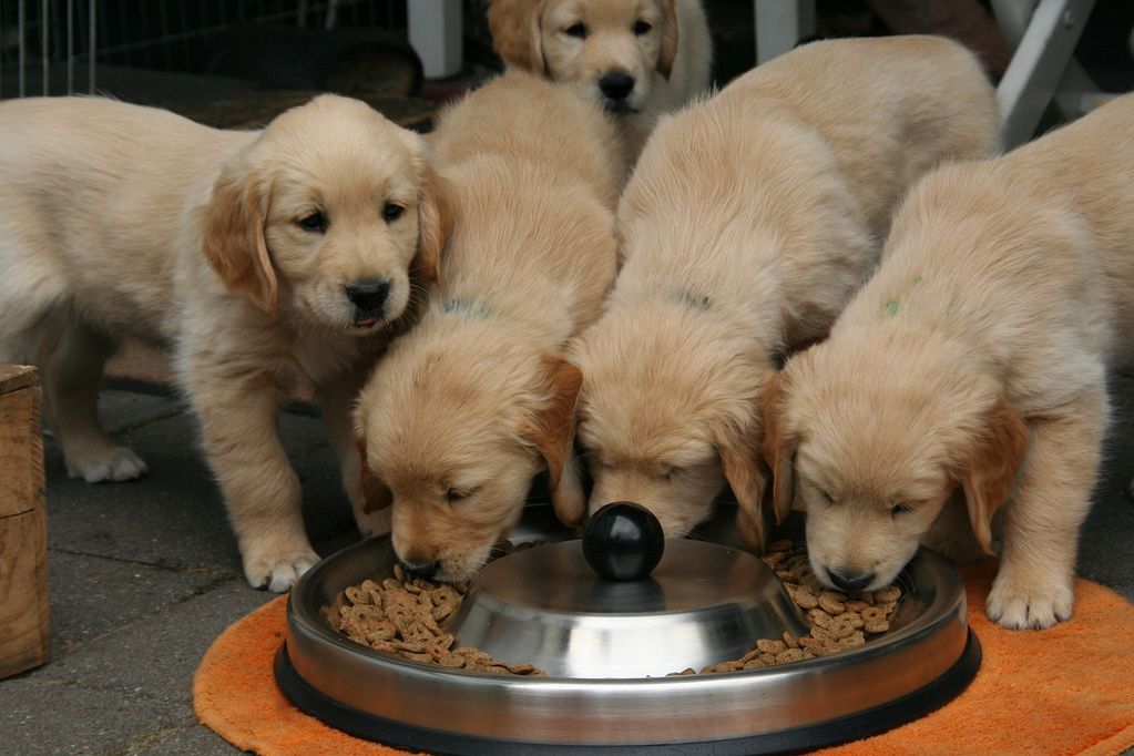 puppies sharing a bowl