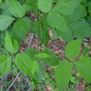 Figure 8. Boxelder leaves can look very similar to poison ivy leaves, but they are opposite each other on the stem.