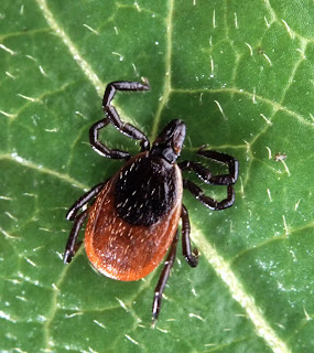 What is Rocky Mountain spotted fever (RMSF)