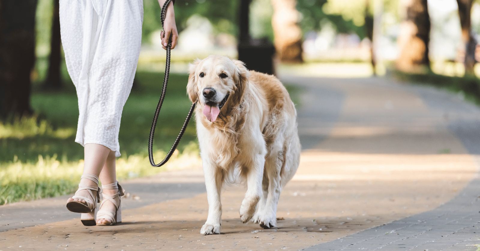 older retriever dog walking with lady