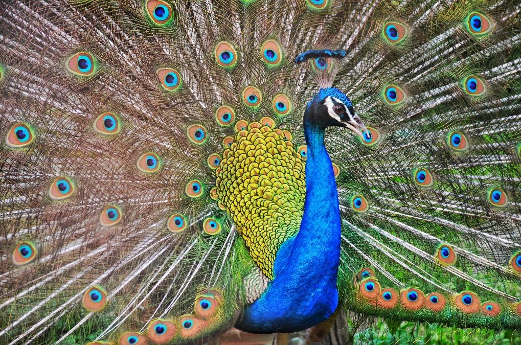 A peacock with its tail spread out  Description automatically generated