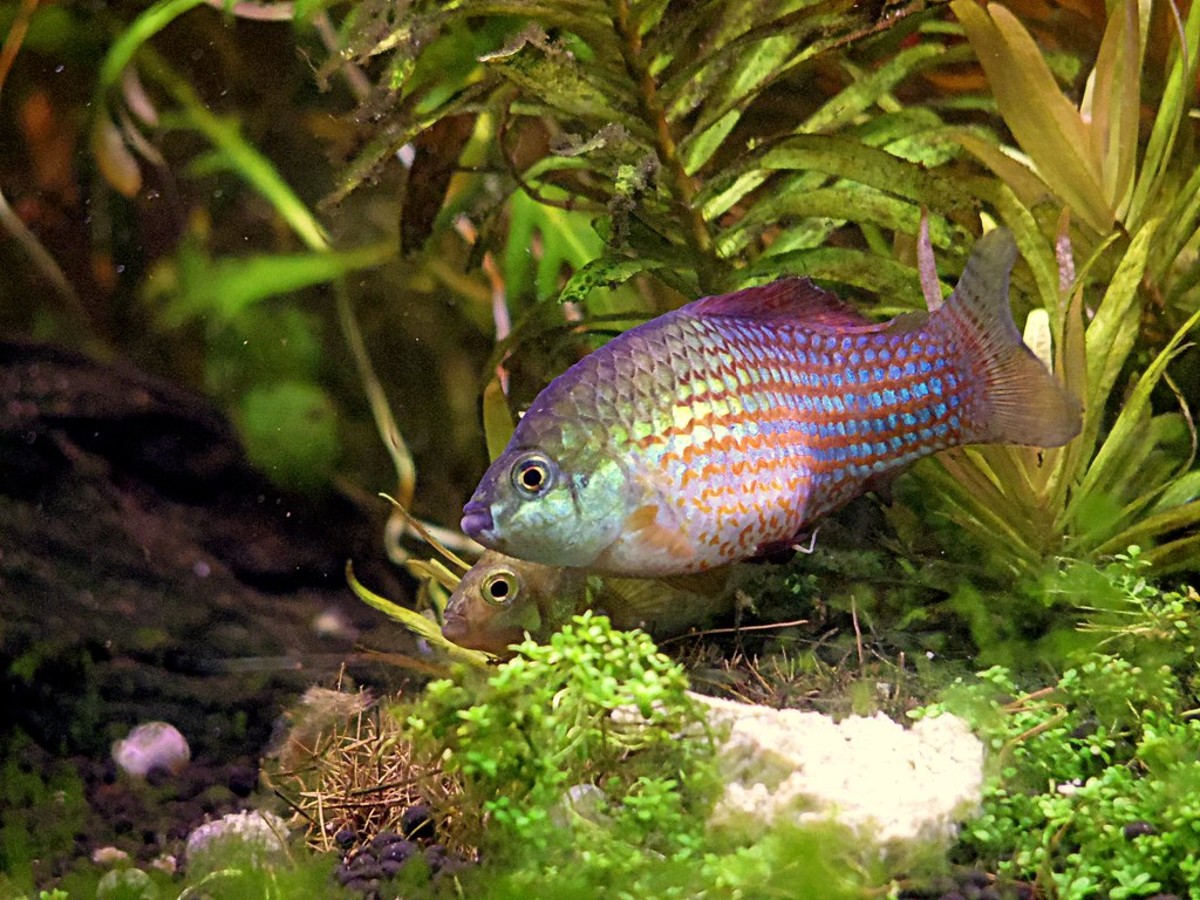 florida flagfish algae eater