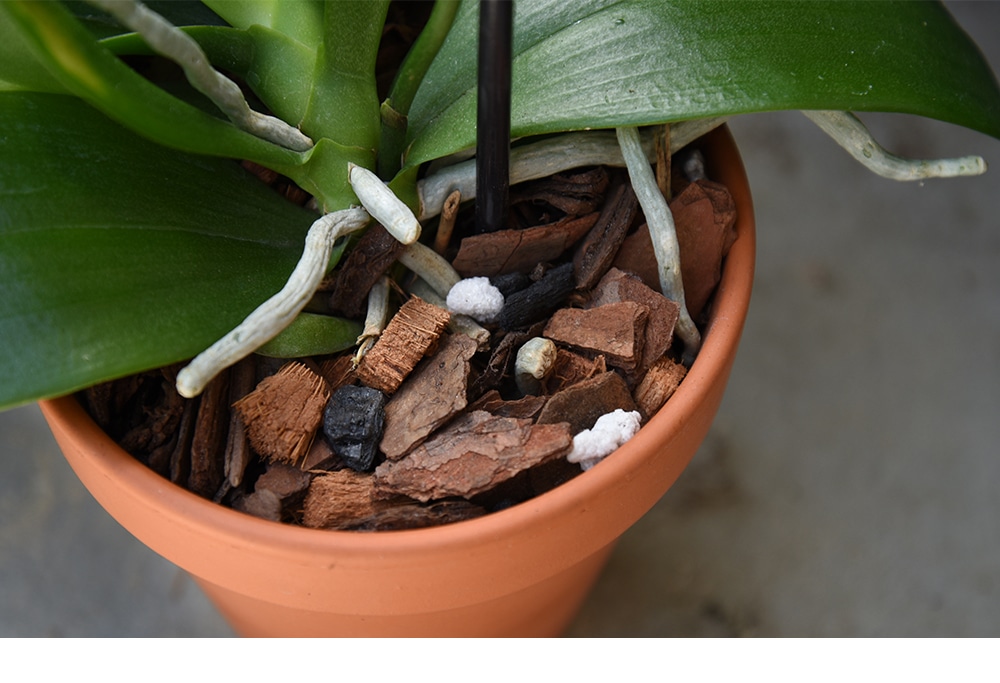 Coconut Husk Chips Flowers Plant Fiber Clean Orchids