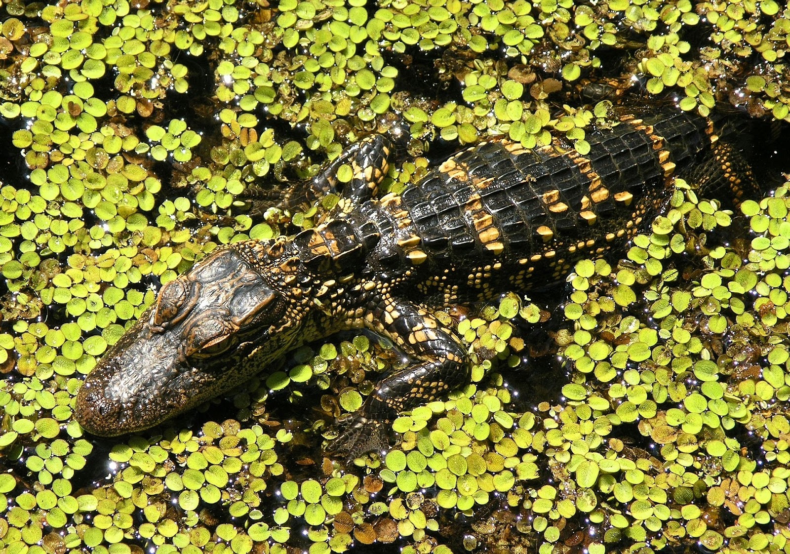 alligator crocodile reptile hidden in yellow leaves swimming in water in everglades national park florida