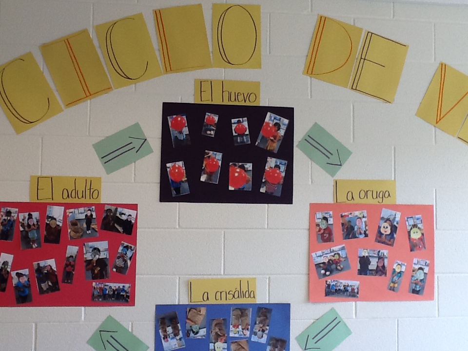 Student-creates posters in Spanish about the life cycle
