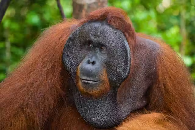 Orangutan Kalimantan adalah satwa yang dilindungi (Photo: The Conservation)