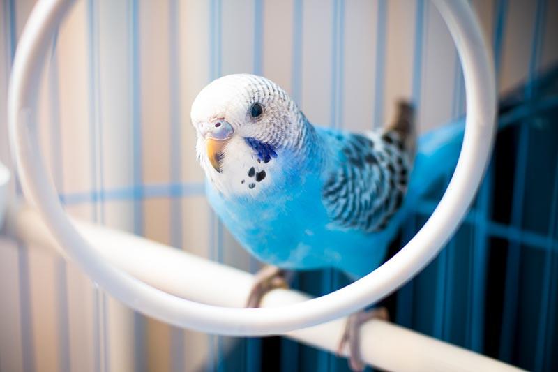 How To Look After a Budgie | Petbarn