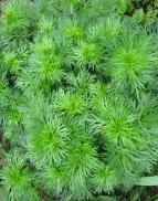 wild monkshood foliage