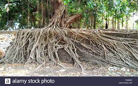 Banyan Tree Roots On Wall Stock Photo - Alamy