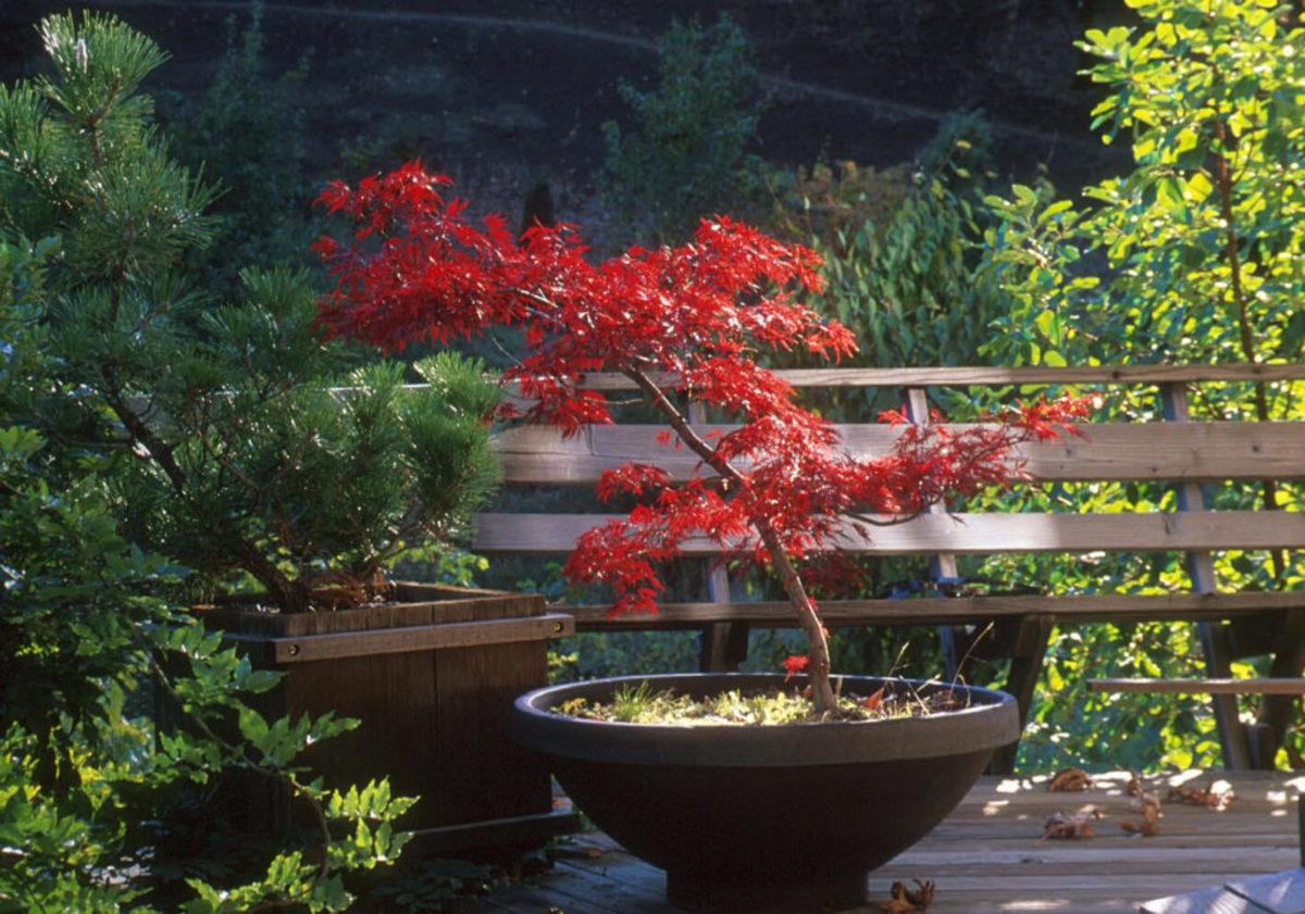 Easy-to-Follow Tips for Growing Trees In Pots - Horticulture