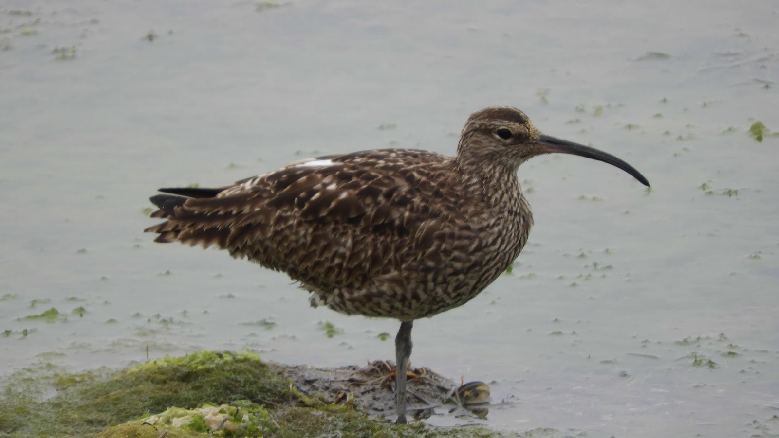 Plover at Cacela Velha beach, Algarve