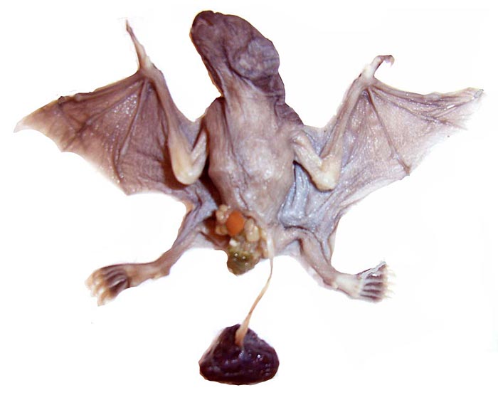 Ventral view of term gestation Vampire bat with umbilical cord and placenta attached.