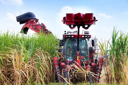 Máquina agrícola faz a colheita da cana-de-açúcar