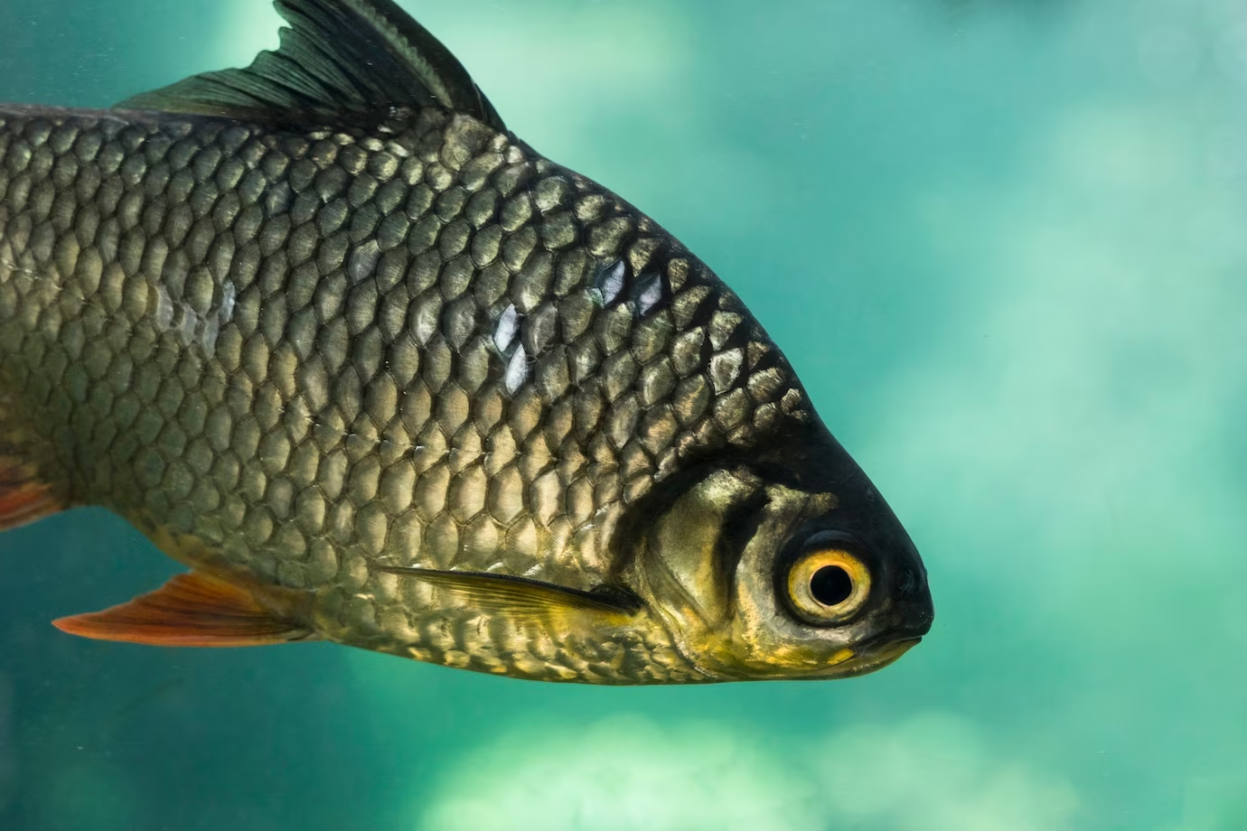Animale protejate de lege în România - pești