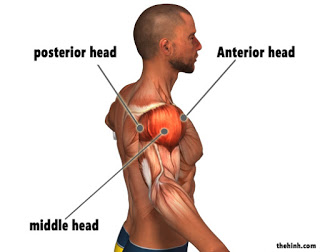 Nhóm cơ vai - Shoulder - Deltoid