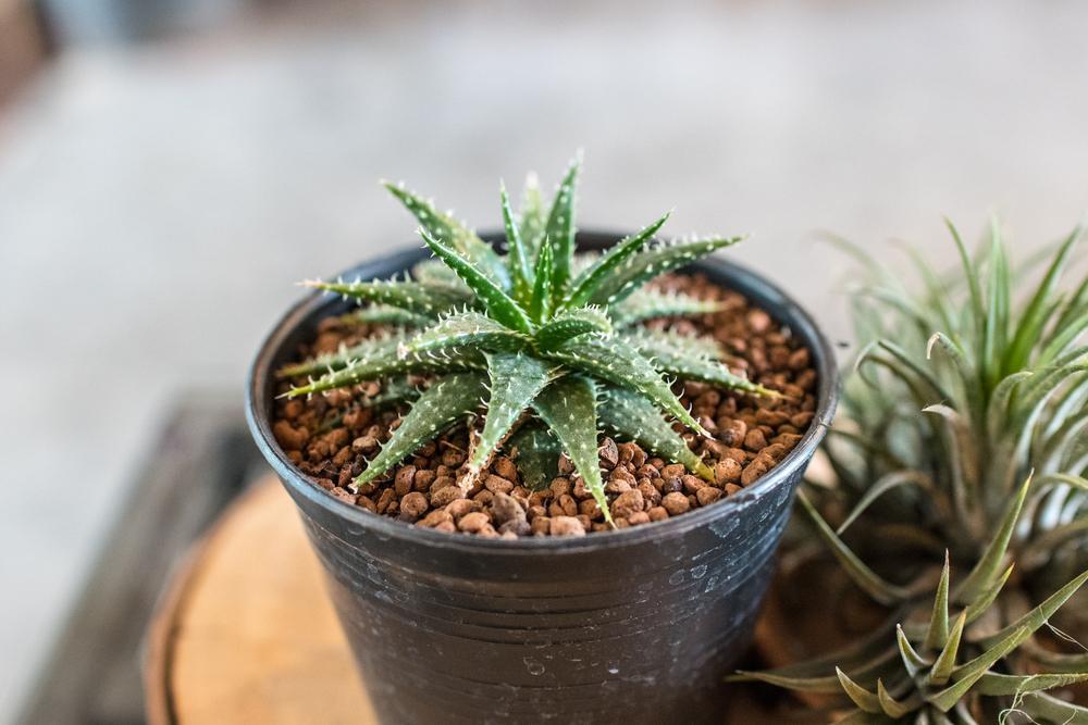 Decorative Small Aloe vera in vase