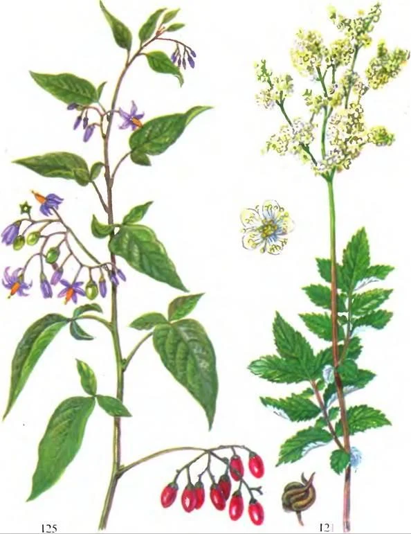 D:\0 wd yedek\acr yedek\1 film indirme\sovremennaya_fitoterapiya_dosyalar\image198.jpg