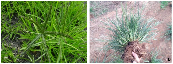 plantas daninhas no milho: capim pé de galinha