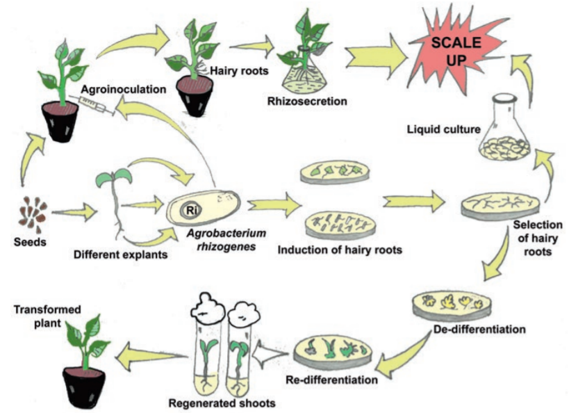 Overview and Organ Culture! - Plant Cell Technology | Your partner in plant tissue