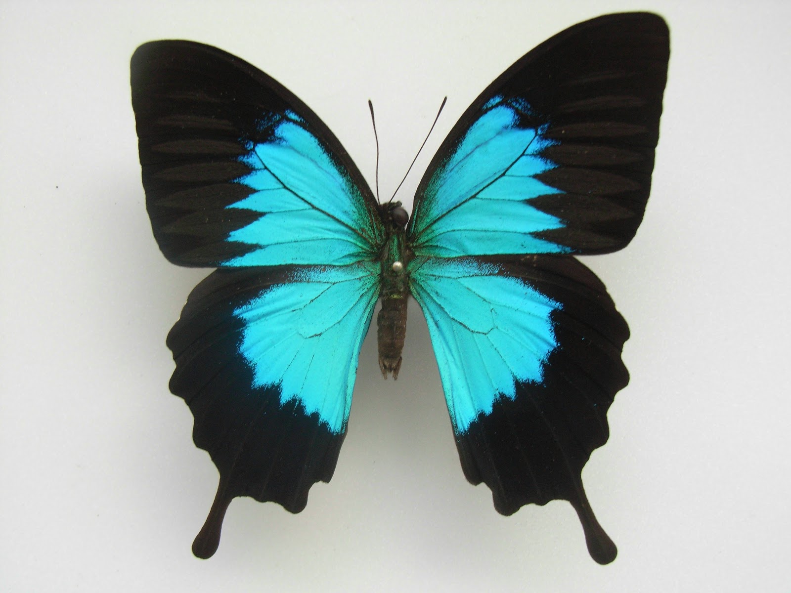 Ulysses Swallowtail