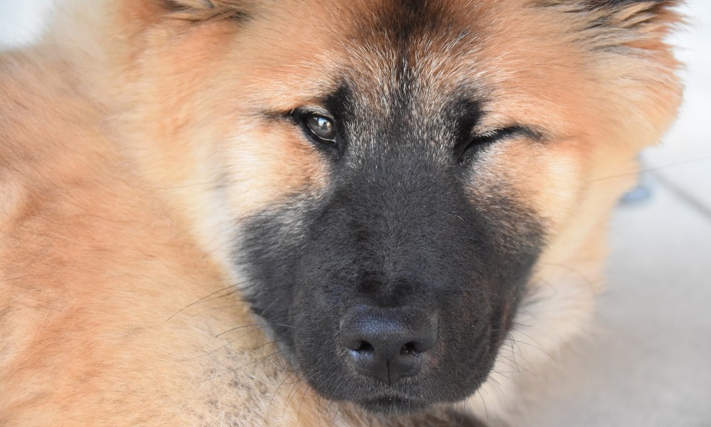 Why Do Dogs Wink? 10 Reasons 3