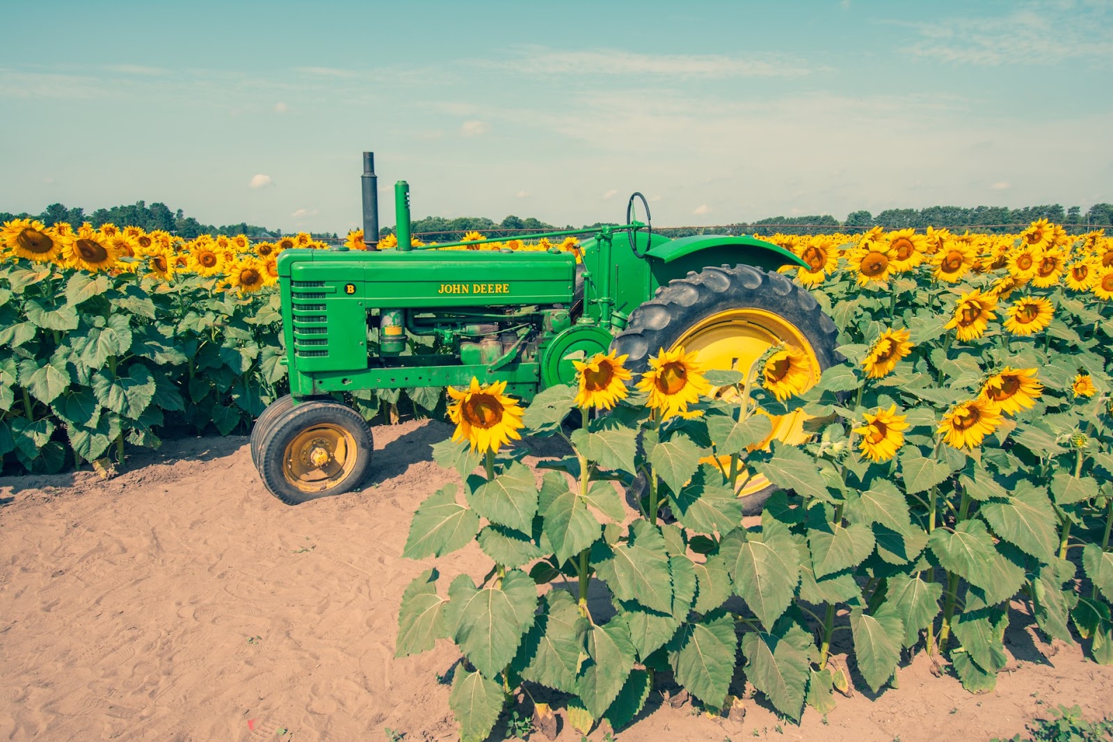 Aprovecha las ventajas del cultivo de girasol