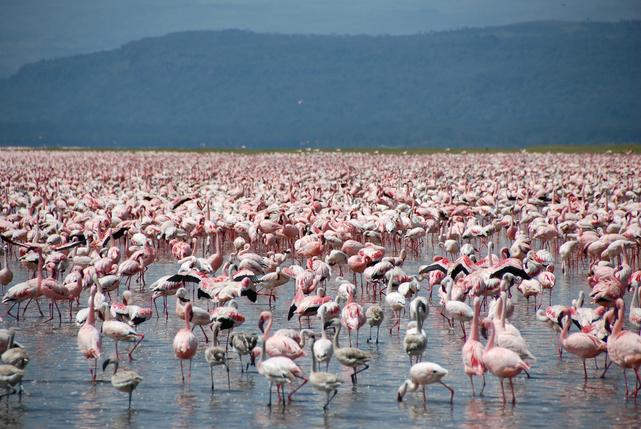 Flamingos. A maior torcida do mundo é do Flamengo?