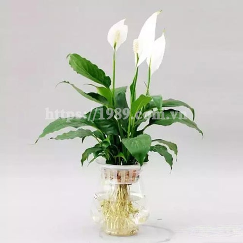 [TOP 15] LOẠI CÂY TRỒNG TRONG NƯỚC ĐẸP, DỄ CHĂM SÓC