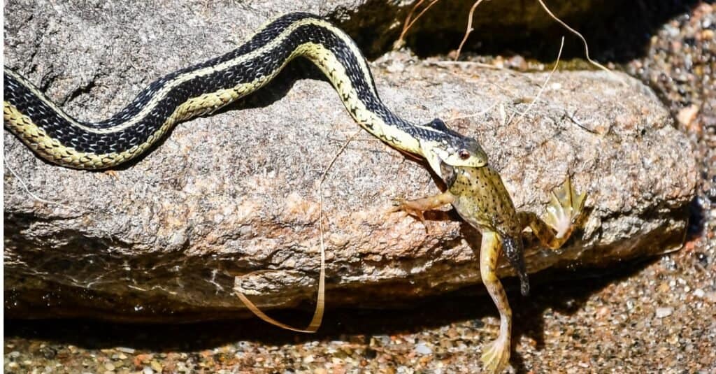 how big do Garter Snakes get?