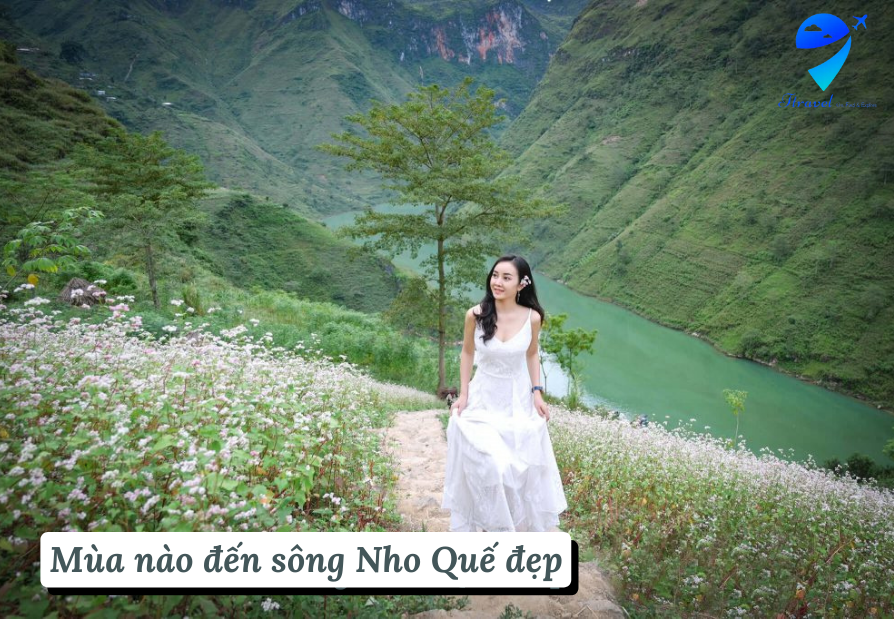 Khung cảnh mùa hoa tam giác mạch