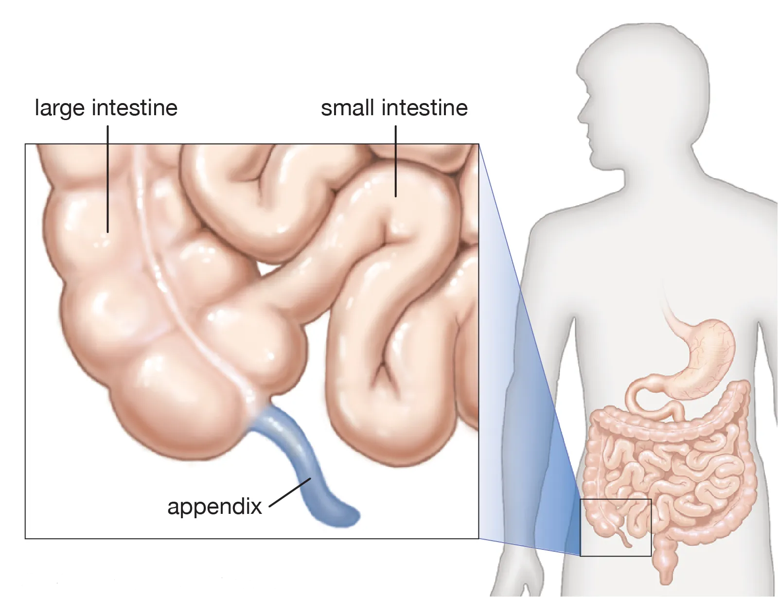 Appendix anatomy