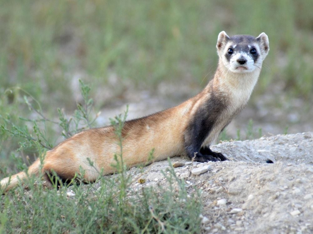 What Noise Do Ferrets Make