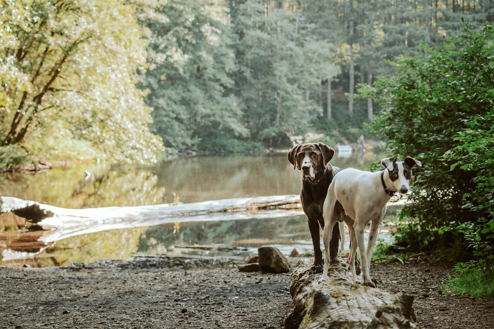 Two dogs standing near the lake