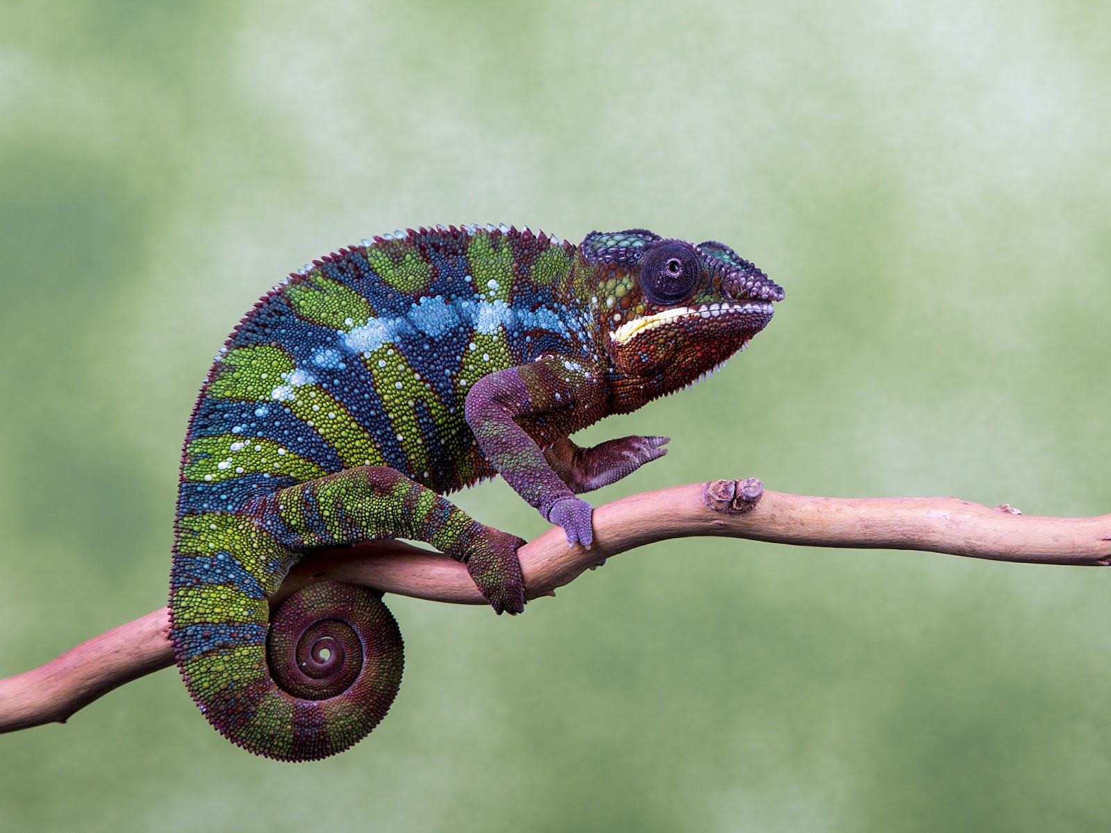 Chameleon
