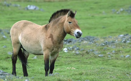 large-Przewalskis-Horse-photo.jpg