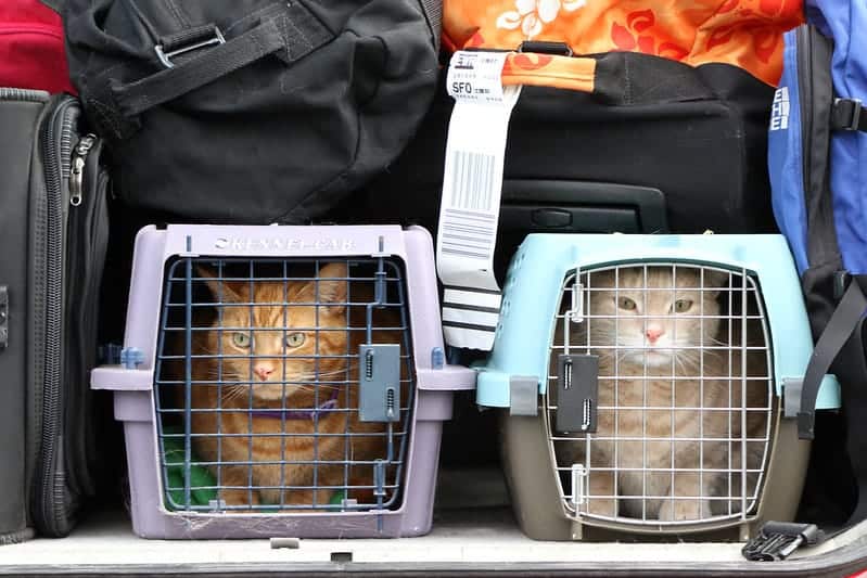 traveling with pets southwest