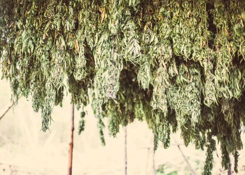 Learn how to dry marijuana buds by hanging them upside down.