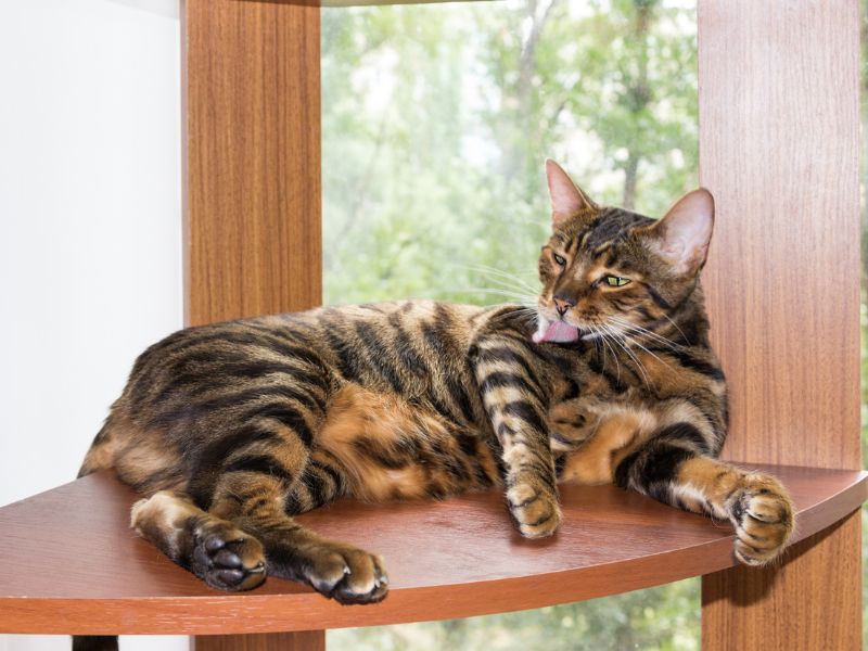 Toyger-Cat-Care-Requirements