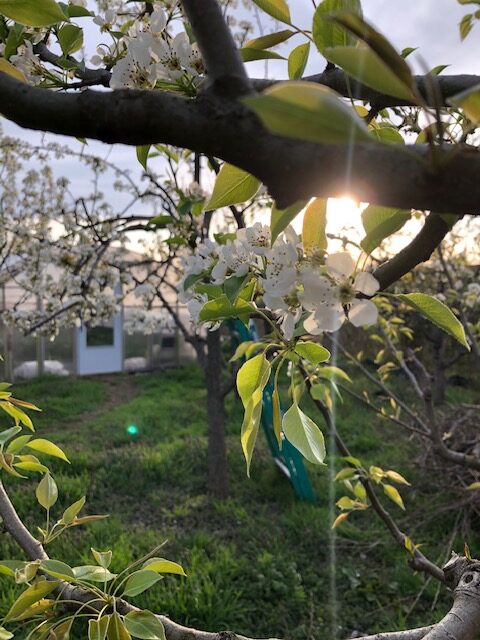 Sunlight through apple blossoms at Eco City Farms 