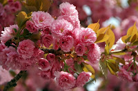 Найкрасивіші весняні квіти Батьківщини. Парки та ботанічні сади України