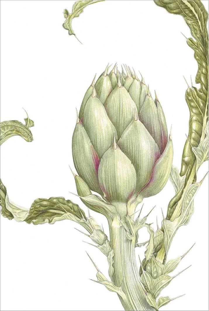 D:\0 wd yedek\acr yedek\1 film indirme\botanicheskaya_illyustraciya2_files\image199.jpg