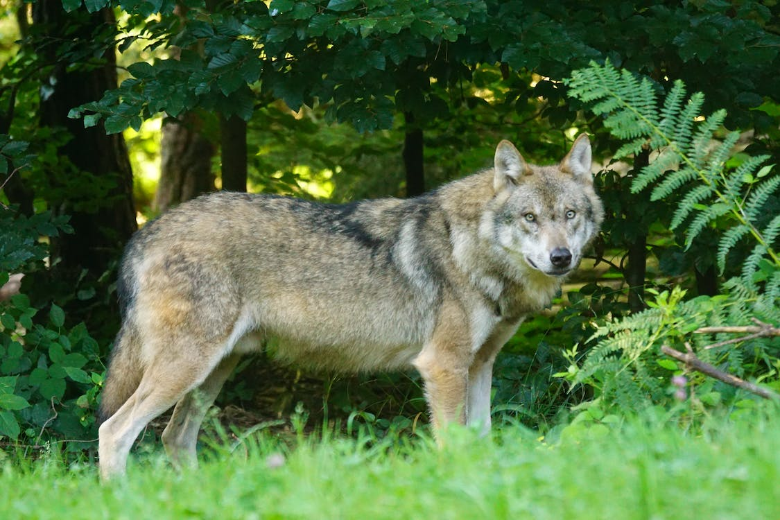 Gray wolf standing in a forest clearing.