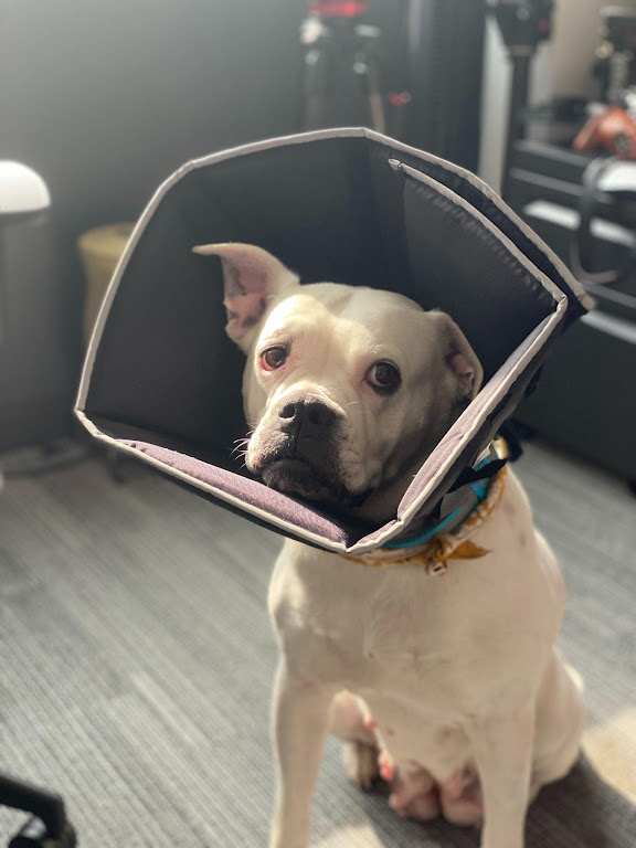 sad dog wearing a cone