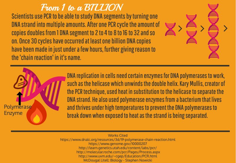 polymerase chain reaction