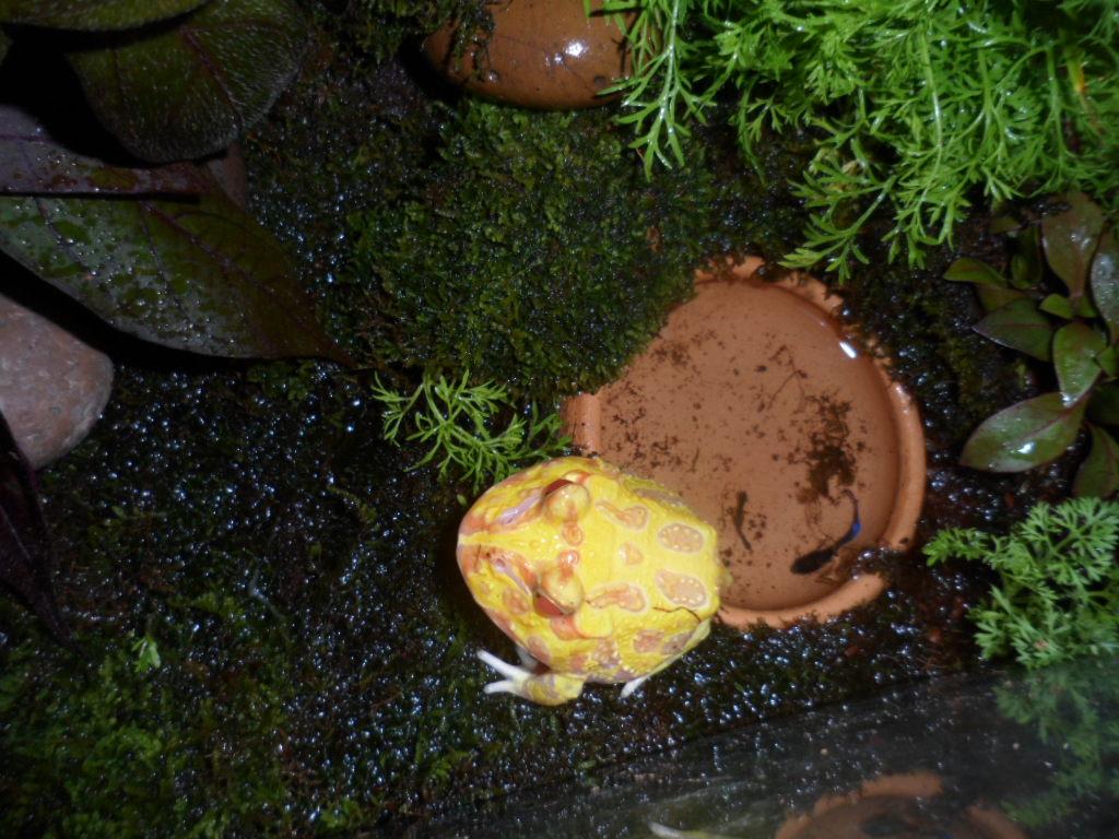 ฮอร์นฟรอก (Horned frog) กบน้อยน่ารัก จอมตะกละ 13